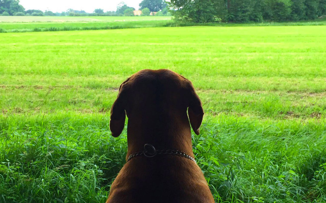 Dé plek voor een ontspannen vakantie met uw hond!