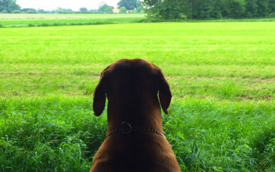 Dé plek voor een ontspannen vakantie met uw hond!