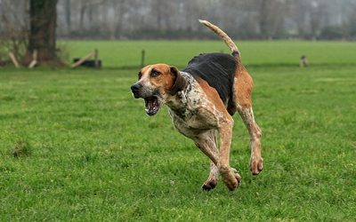 De perfecte wandelroutes met hond rondom Landgoed De Holtweijde