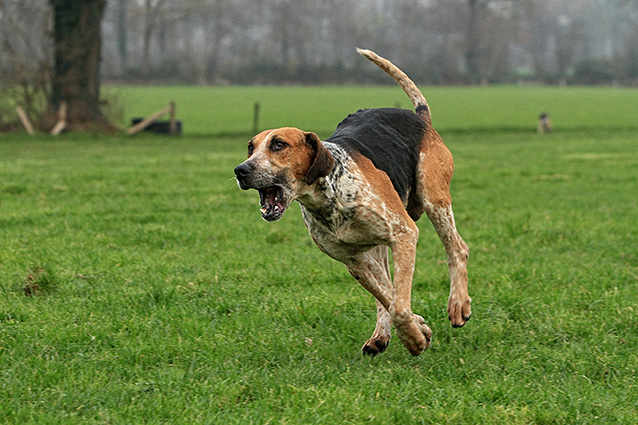 De perfecte wandelroutes met hond rondom Landgoed De Holtweijde