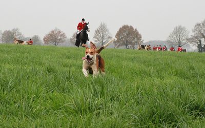 Ontdek de leukste hondenactiviteiten in Noordoost Twente!